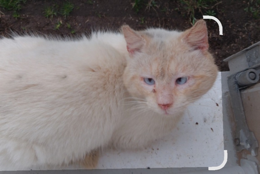 Discovery alert Cat Male L'Isle-d'Abeau France
