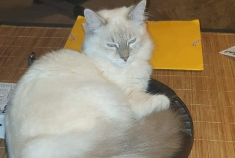 Vermisstmeldung Katze rassenmischung Weiblich , 2 jahre Saint-Lumine-de-Clisson Frankreich