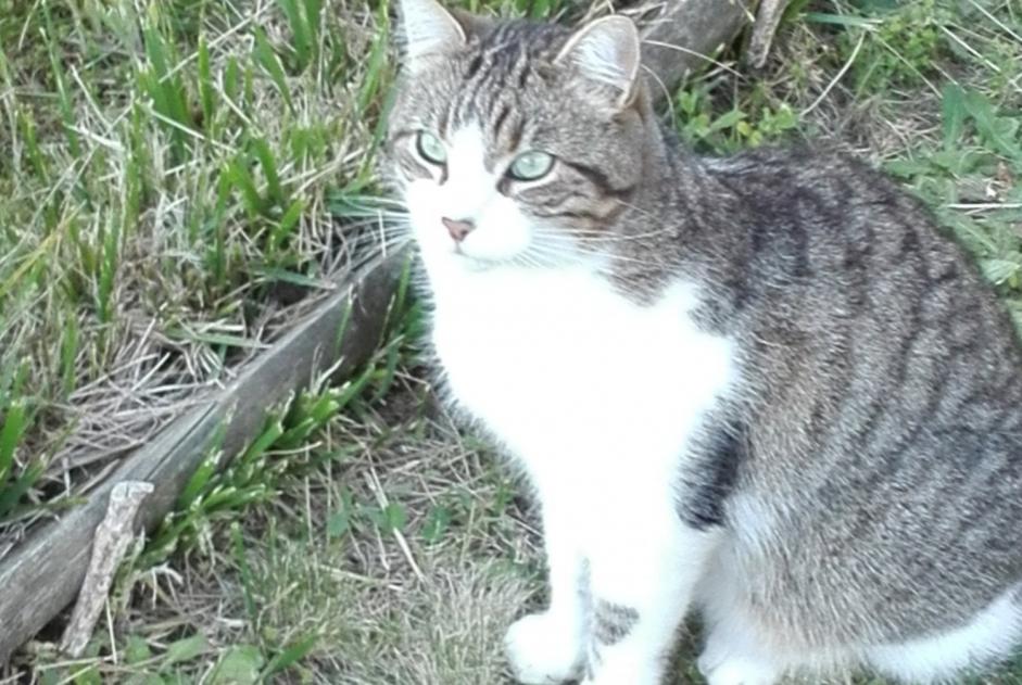 Disappearance alert Cat  Male , 6 years Vertou France