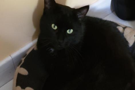 Disappearance alert Cat  Male , 7 years Sainte-Anne-sur-Brivet France