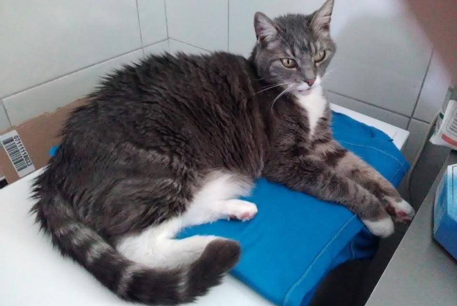 Disappearance alert Cat  Female , 14 years Paimbœuf France