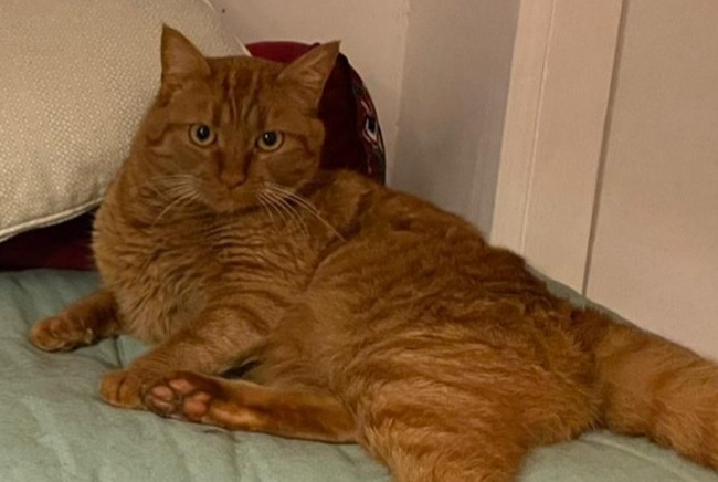 Disappearance alert Cat miscegenation Male , 5 years Saint-Colomban France