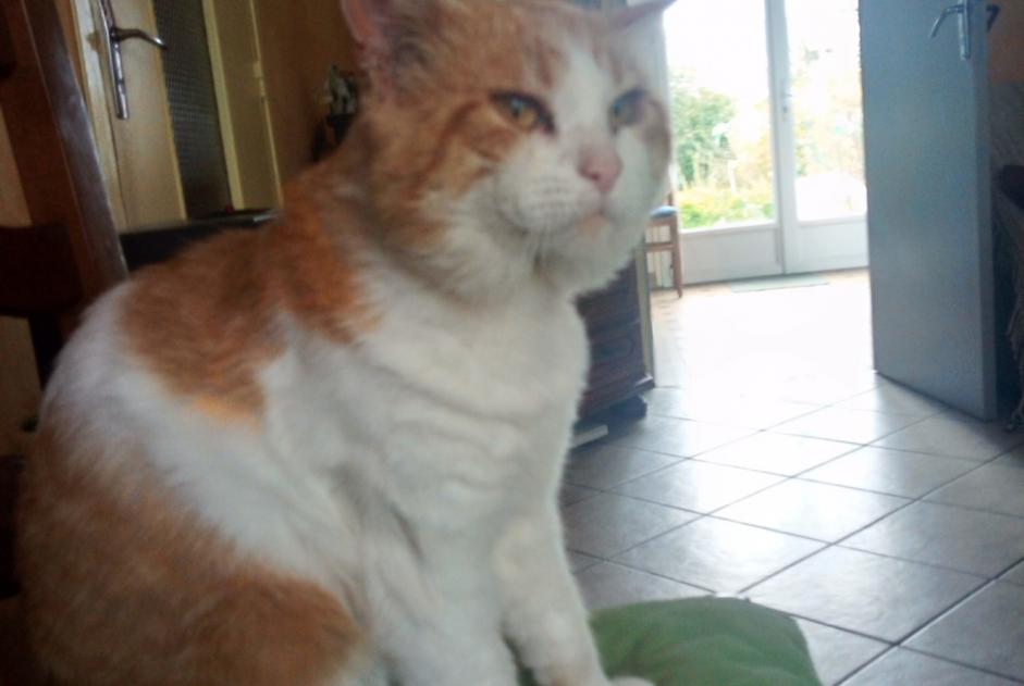 Disappearance alert Cat Male , 10 years La Planche France