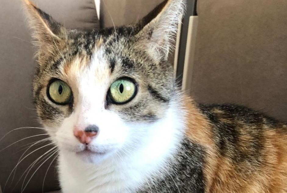 Disappearance alert Cat Female , 6 years Le Temple-de-Bretagne France