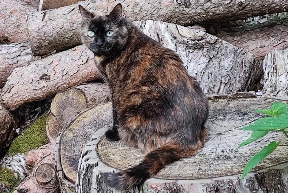 Disappearance alert Cat Female , 11 years Carquefou France