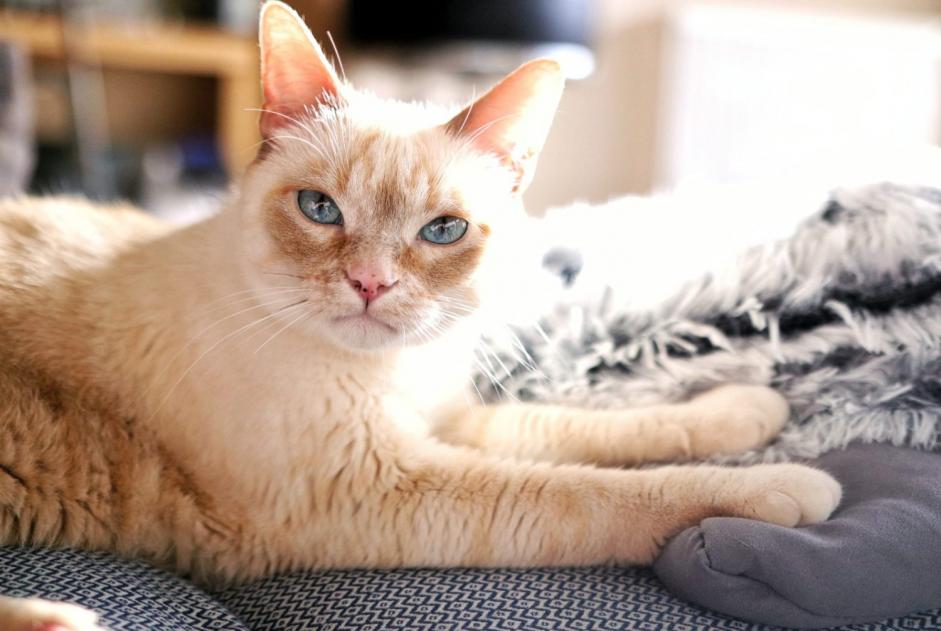 Disappearance alert Cat  Male , 4 years Saint-Herblain France