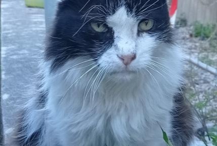 Disappearance alert Cat  Male , 15 years Le Pouliguen France