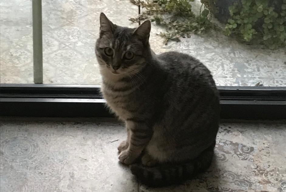 Disappearance alert Cat  Female , 3 years Blain France