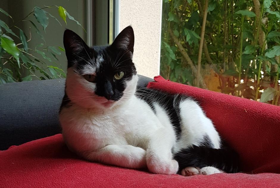 Disappearance alert Cat Female , 7 years Rezé France