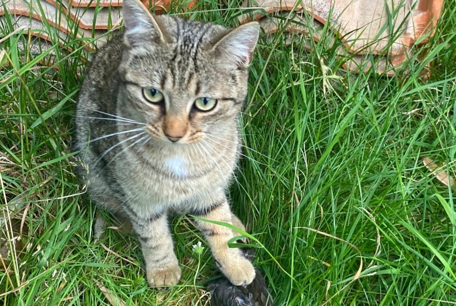 Disappearance alert Cat Female , 2 years Saint-Sébastien-sur-Loire France