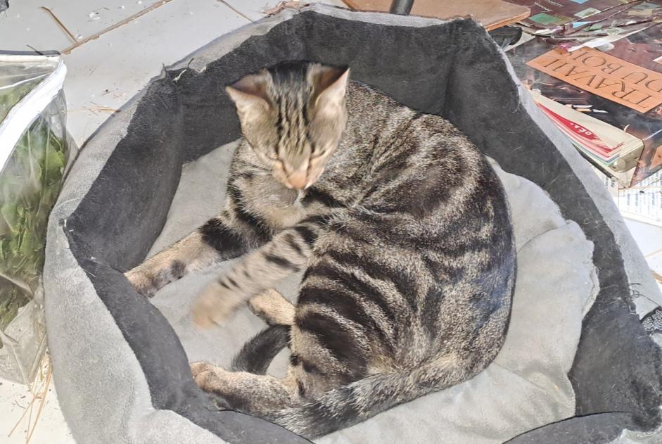 Disappearance alert Cat miscegenation Male , 1 years Corcoué-sur-Logne France