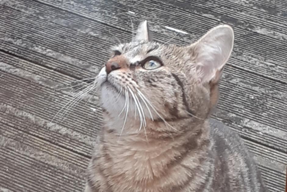 Disappearance alert Cat Female , 1 years Nantes France