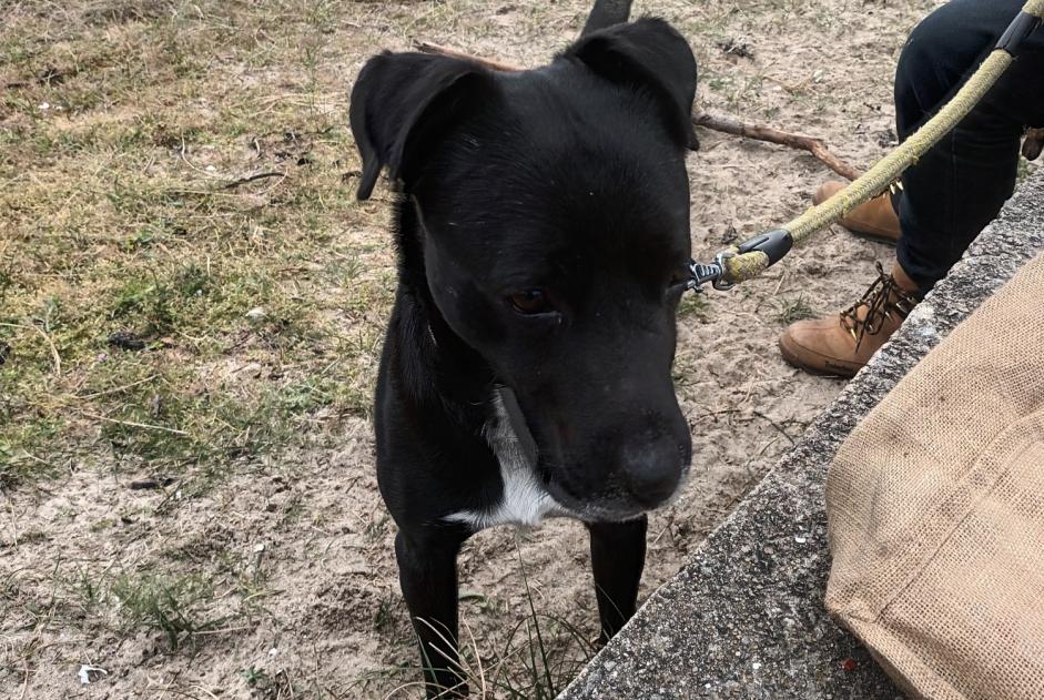 Discovery alert Dog miscegenation Male Les Moutiers-en-Retz France