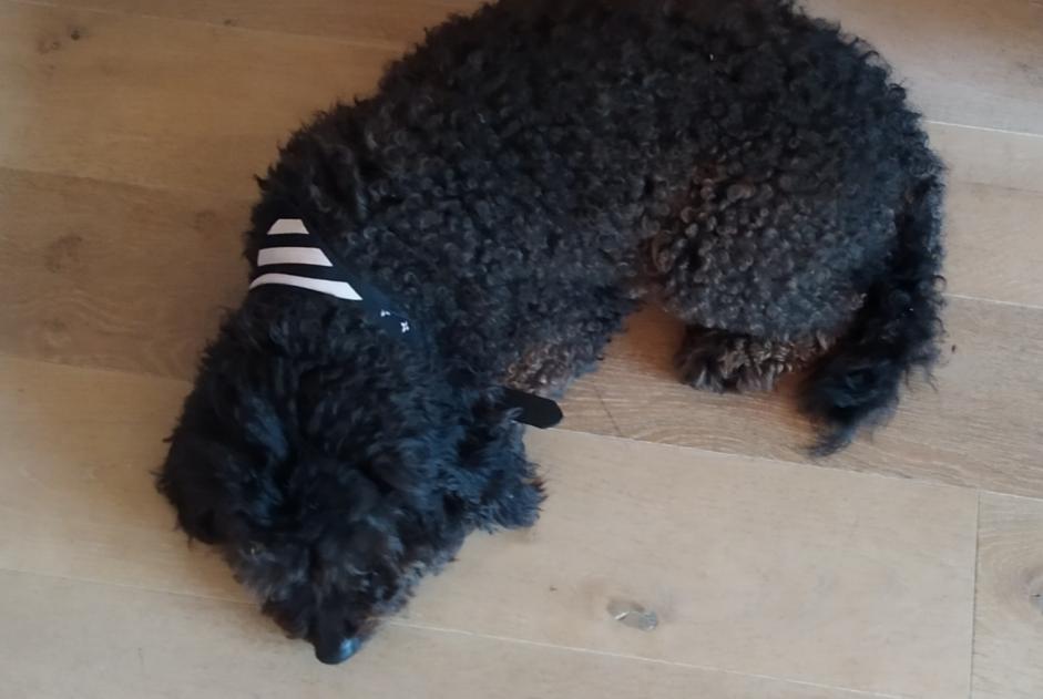 Discovery alert Dog miscegenation Female , 5 years Plesse France Discovery alert Dog miscegenation Female , 5 years Plesse France
