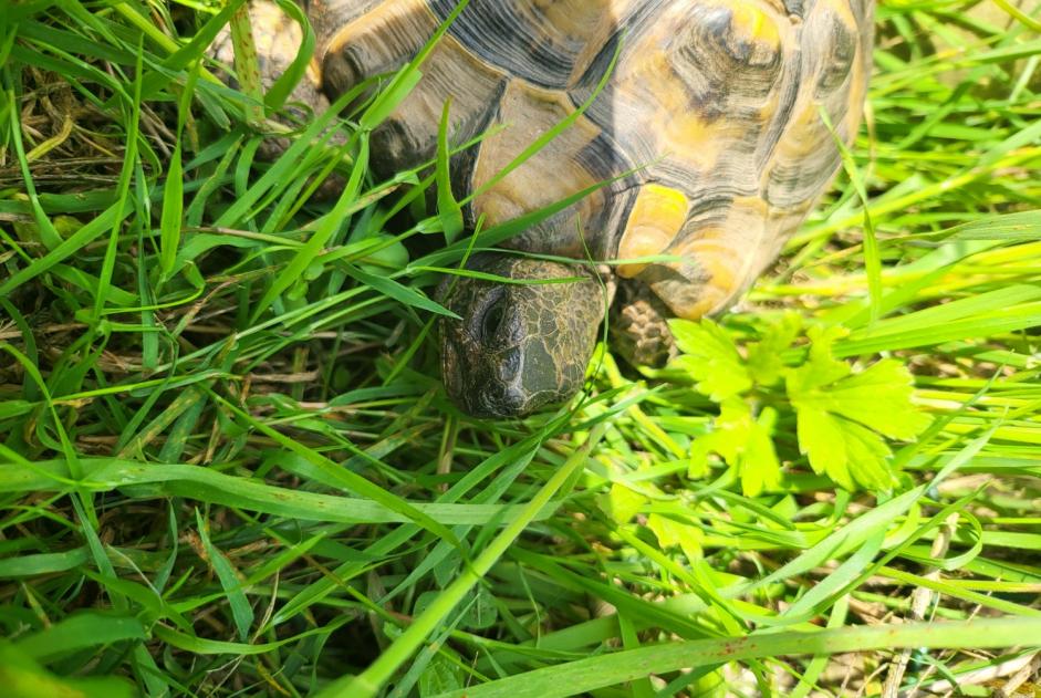 Discovery alert Tortoise Male Guérande France