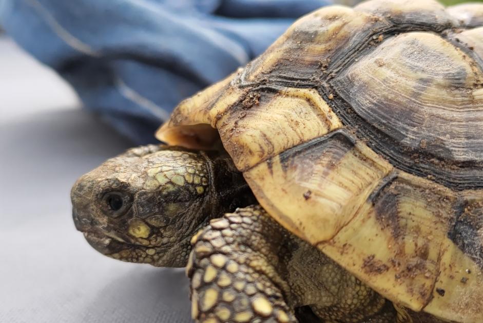 Disappearance alert Tortoise Female , 2022 years Saint-Brevin-les-Pins France