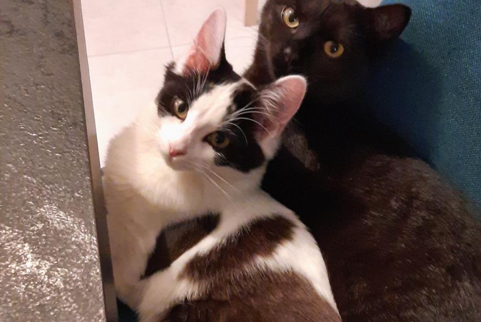 Alerta de Desaparición Gato Hembra , 1 años Orvault Francia
