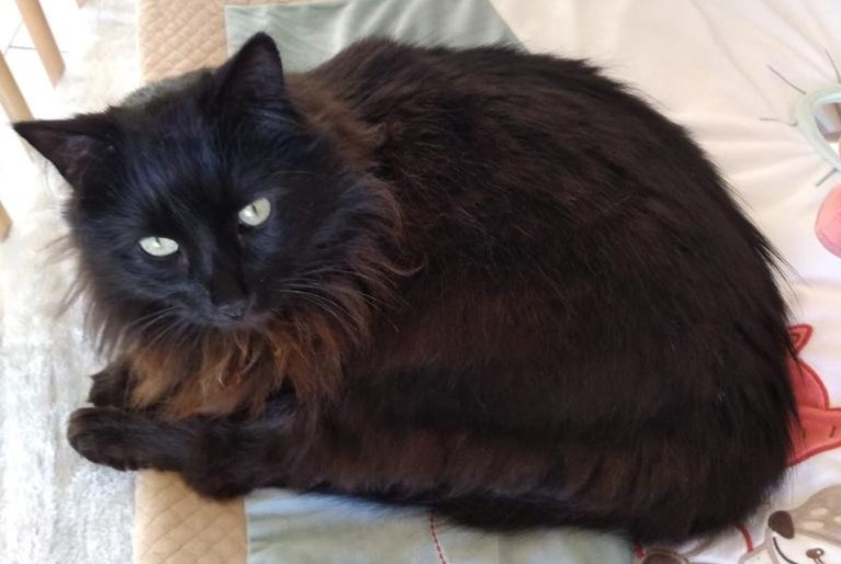 Alerta de Desaparición Gato  Macho , 12 años Saint-Nazaire Francia