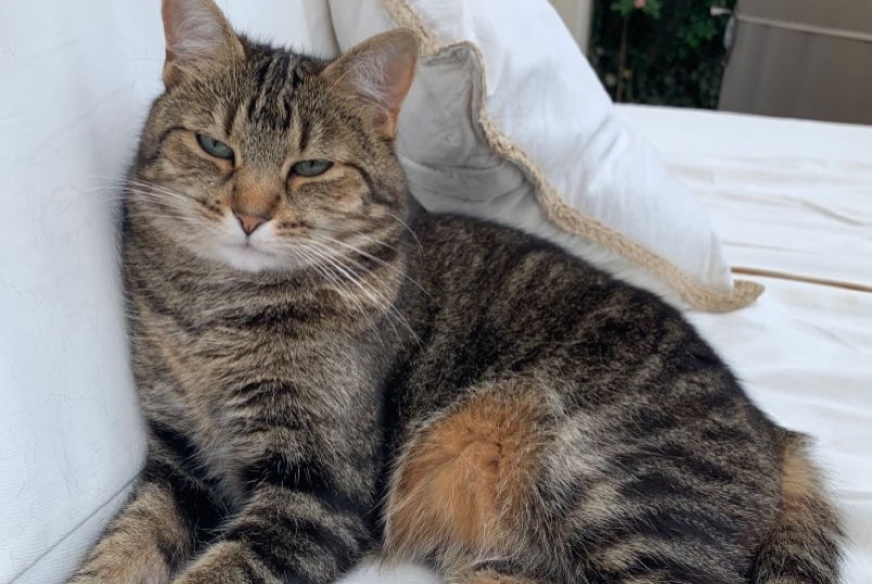 Alerta de Desaparición Gato  Hembra , 8 años Saint-Sébastien-sur-Loire Francia