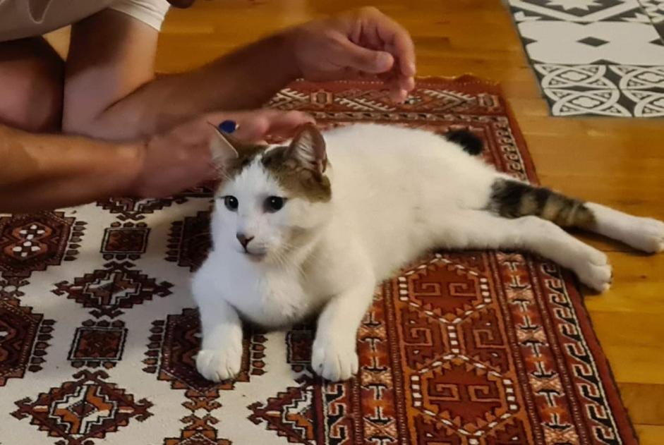 Alerta de Desaparición Gato Macho , 4 años Pornic Francia