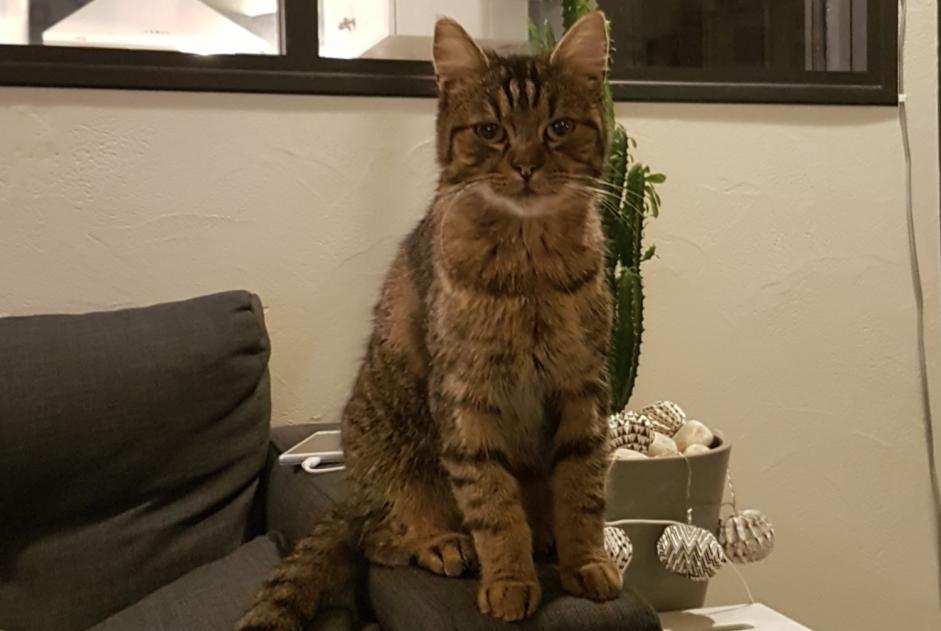 Alerta de Desaparición Gato cruce Macho , 8 años Saint-Vincent-des-Landes Francia
