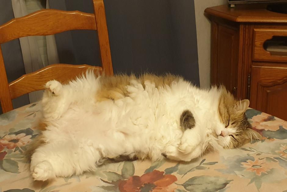 Alerta de Desaparición Gato Hembra , 12 años La Plaine-sur-Mer Francia Alerta de Desaparición Gato Hembra , 12 años La Plaine-sur-Mer Francia