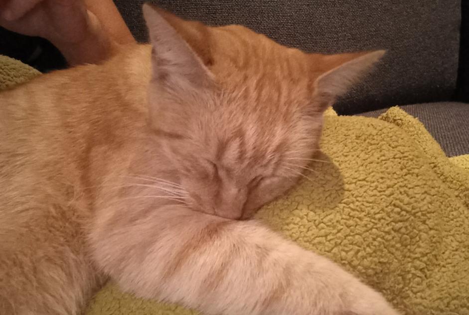 Alerta de Desaparición Gato cruce Macho , 8 años Pornic Francia Alerta de Desaparición Gato cruce Macho , 8 años Pornic Francia