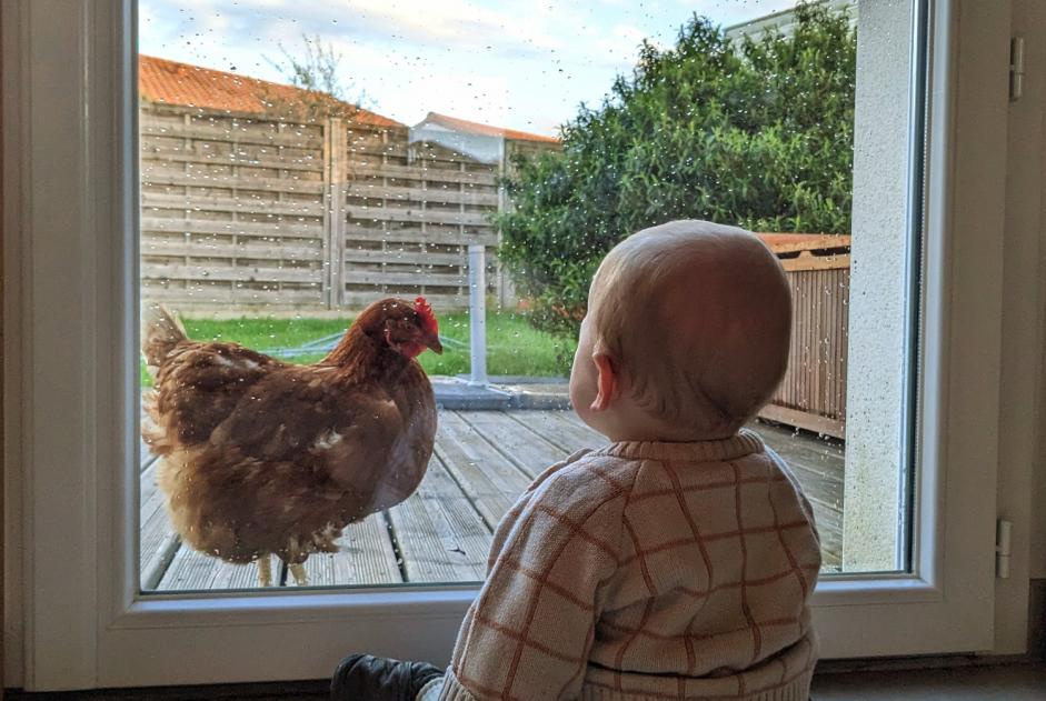 Alerta de Hallazgo Pájaro Hembra Basse-Goulaine Francia