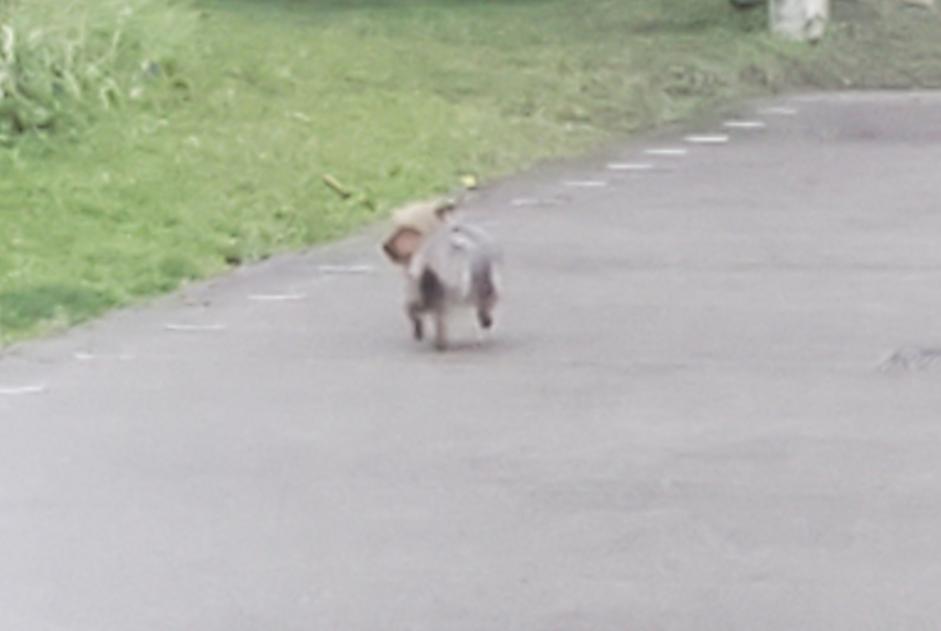 Alerta de Hallazgo Perro  Macho Nantes Francia