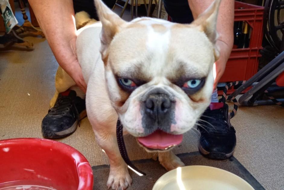 Alerta de Hallazgo Perro Macho Divatte-sur-Loire Francia