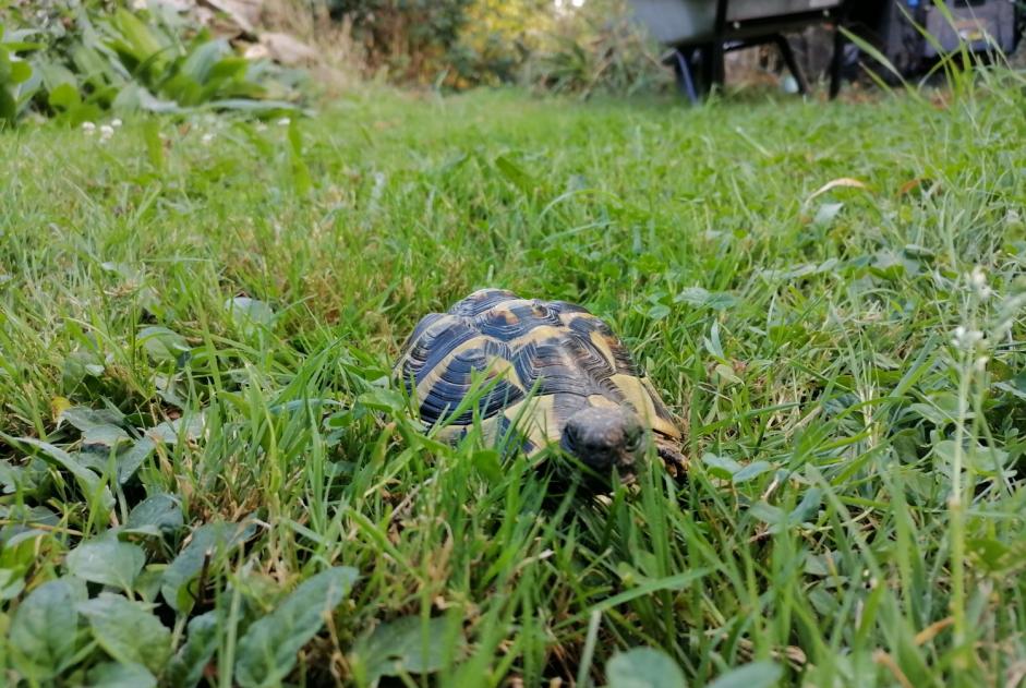 Alerta de Hallazgo Tortuga Desconocido Le Gavre Francia