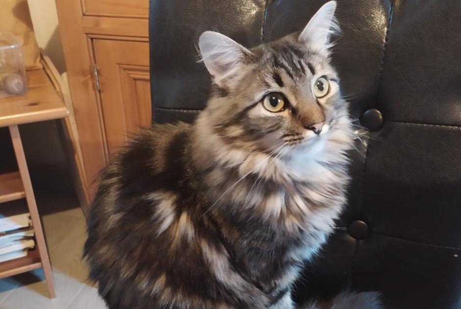Alerte Disparition Chat croisement Femelle , 3 ans Pornic France