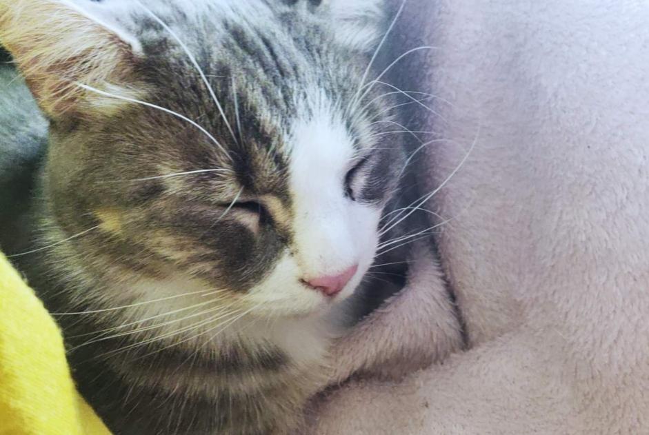 Alerte Disparition Chat Mâle , 3 ans Sainte-Luce-sur-Loire France