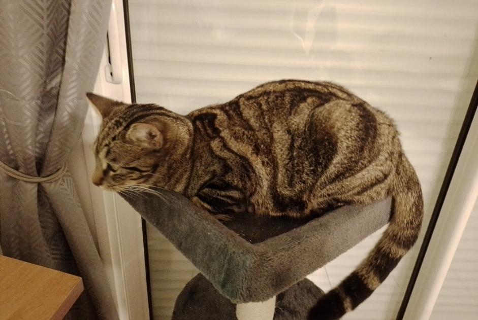Alerte Disparition Chat  Mâle , 1 ans Saint-Nazaire France