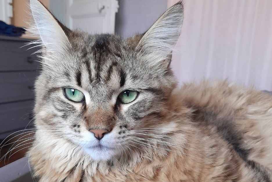 Alerte Disparition Chat  Femelle , 1 ans Saint-Philbert-de-Grand-Lieu France