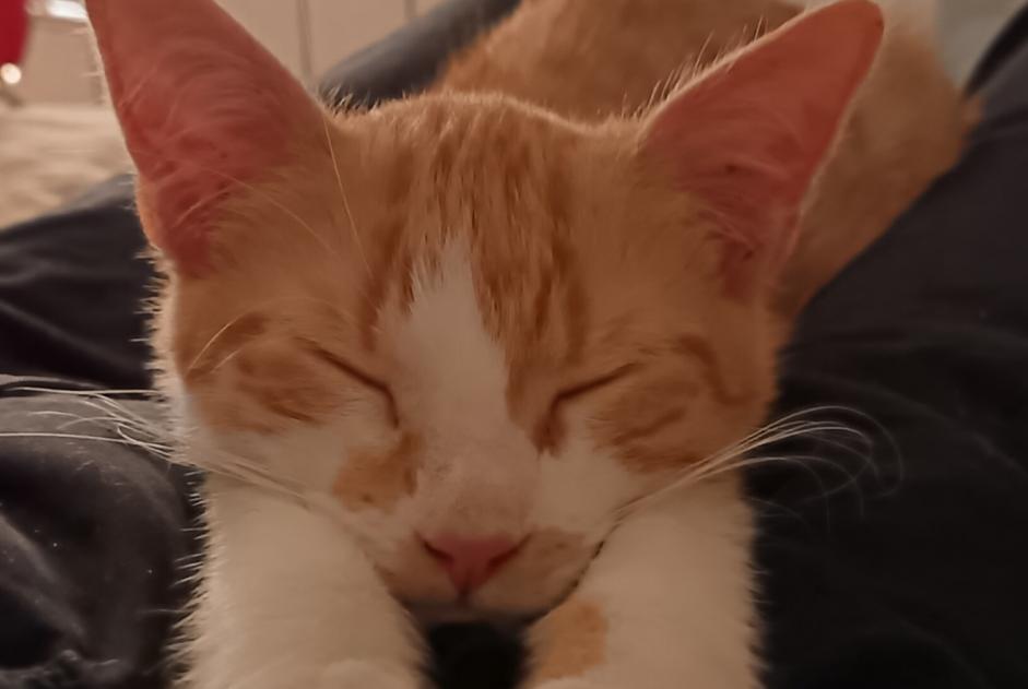 Alerte Disparition Chat Mâle , 1 ans Rezé France