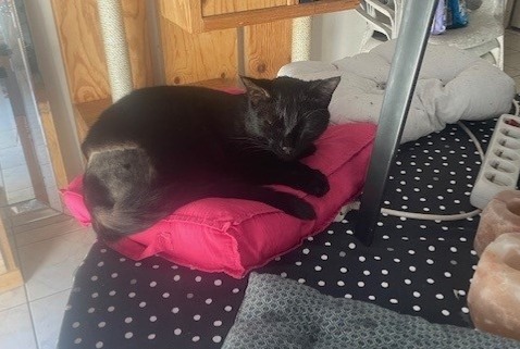 Alerte Disparition Chat Mâle , 2 ans Corcoué-sur-Logne France