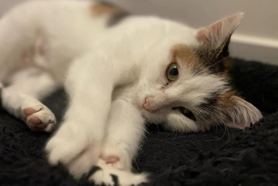 Alerte Disparition Chat  Femelle , 3 ans Couëron France