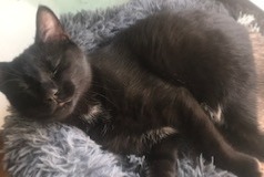 Alerte Disparition Chat Mâle , 2 ans Vertou France Alerte Disparition Chat Mâle , 2 ans Vertou France
