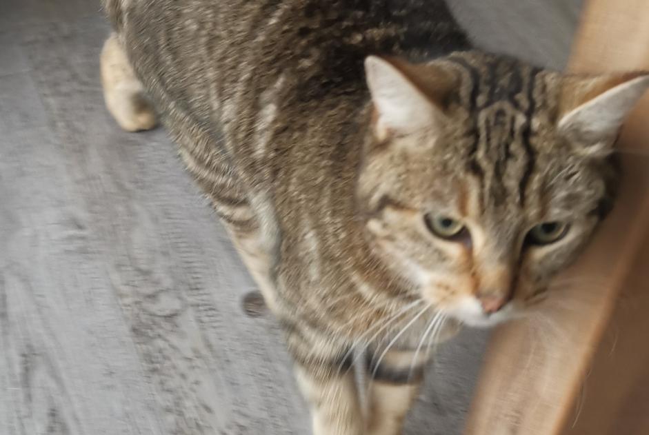 Alerte Découverte Chat croisement Femelle Sainte-Pazanne France