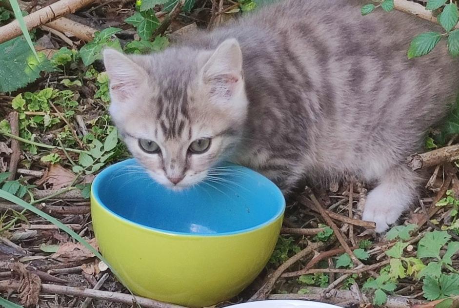 Alerte Découverte Chat Inconnu Erbray France