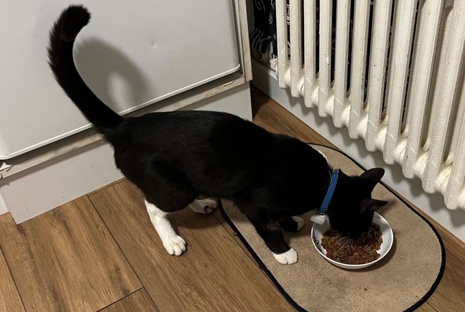 Alerte Découverte Chat Inconnu Saint-Nazaire France