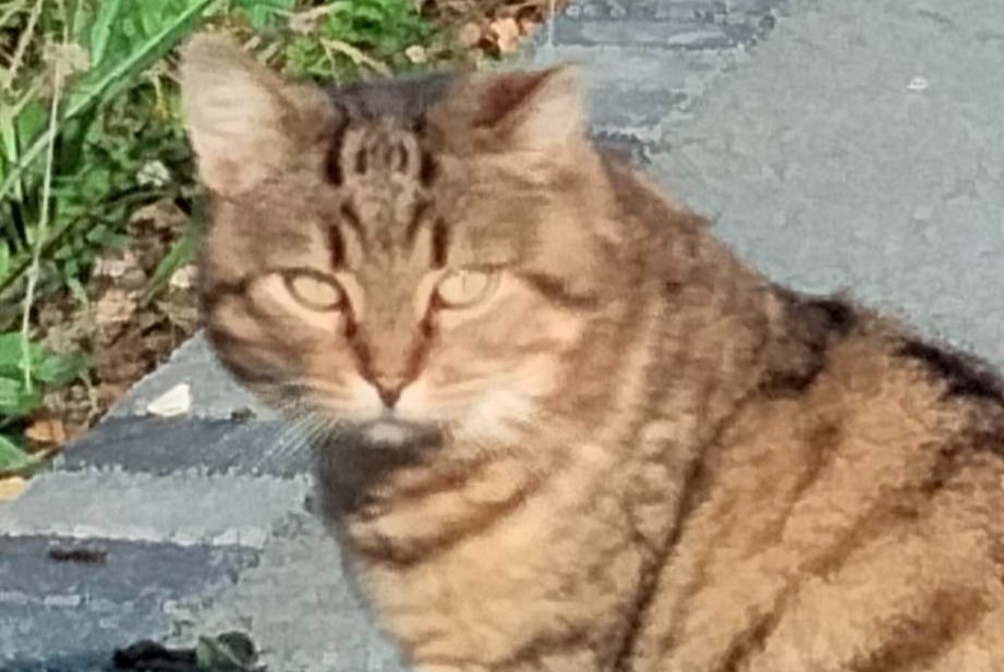 Alerte Découverte Chat Mâle Saint-Viaud France