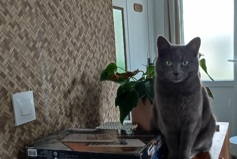 Alerte Découverte Chat  Femelle Saint-Brevin-les-Pins France