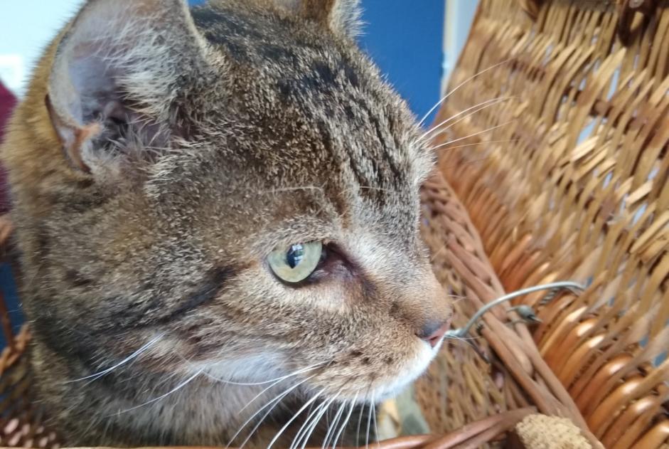 Alerte Découverte Chat Inconnu Montbert France Alerte Découverte Chat Inconnu Montbert France