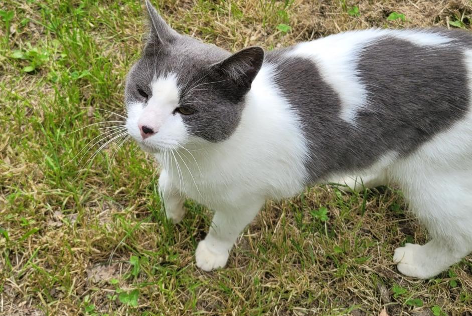 Alerte Découverte Chat Mâle Nozay France Alerte Découverte Chat Mâle Nozay France