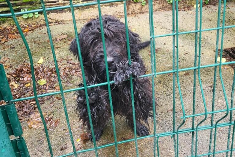 Alerte Découverte Chien croisement Mâle Loireauxence France