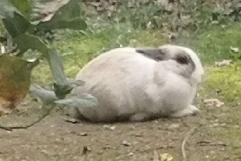Alerte Disparition Lapin Femelle , 2023 ans Guenrouet France