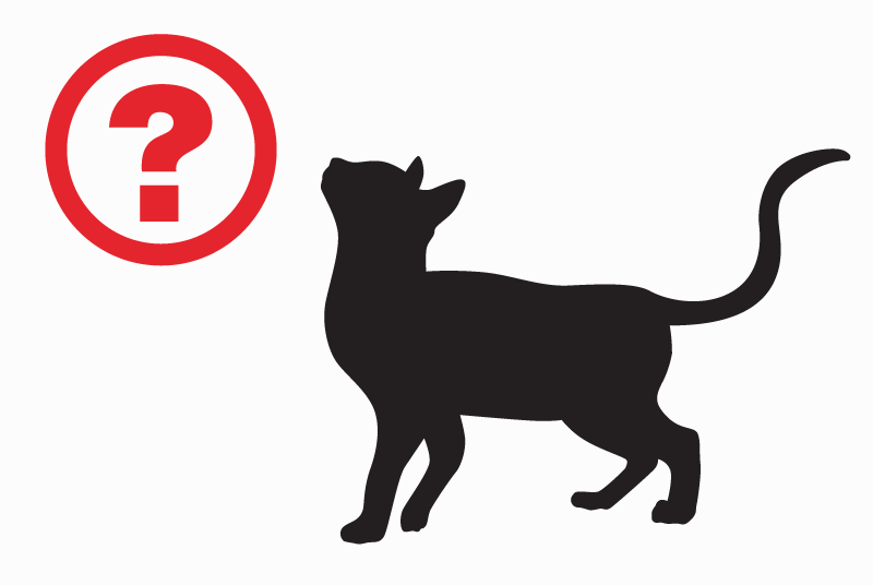 Alerte Découverte Chat Femelle Rezé France Alerte Découverte Chat Femelle Rezé France