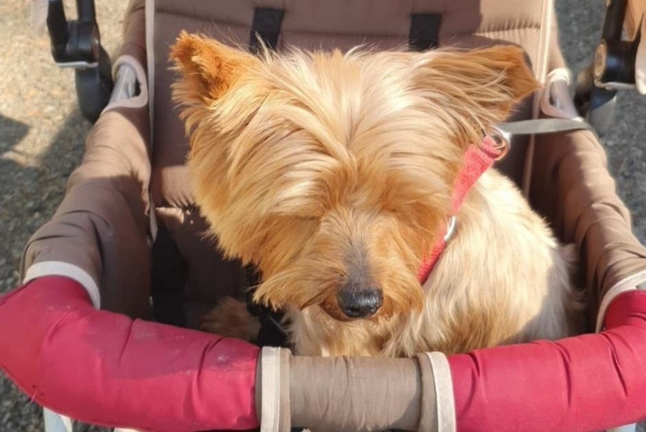 Avviso scomparsa Cane  Femmina , 8 anni Saint-Père-en-Retz Francia